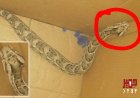 مواطن في أبين يصطاد أفعى على رأسها رسم فتاة