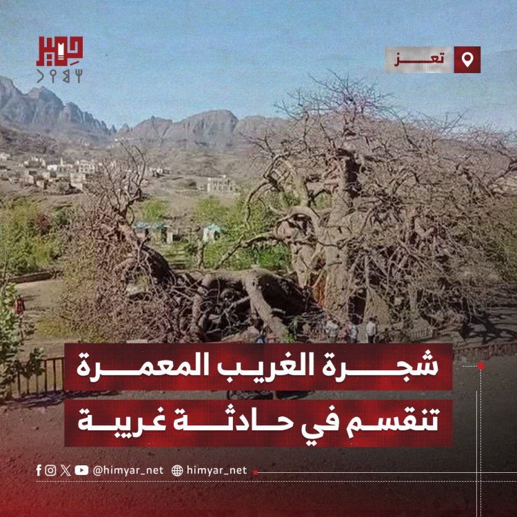 شجرة الغريب المعمرة تنقسم في حادثة غريبة