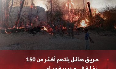 حريق يلتهم أكثر من 150 نخلة في مديرية ساه بحضرموت