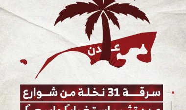 سرقة 31 نخلة من شوارع عدن تثير استغراباً واسعاً