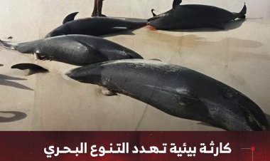 كارثة بيئية تهدد التنوع البحري.. نفوق جماعي للدلافين بسقطرى