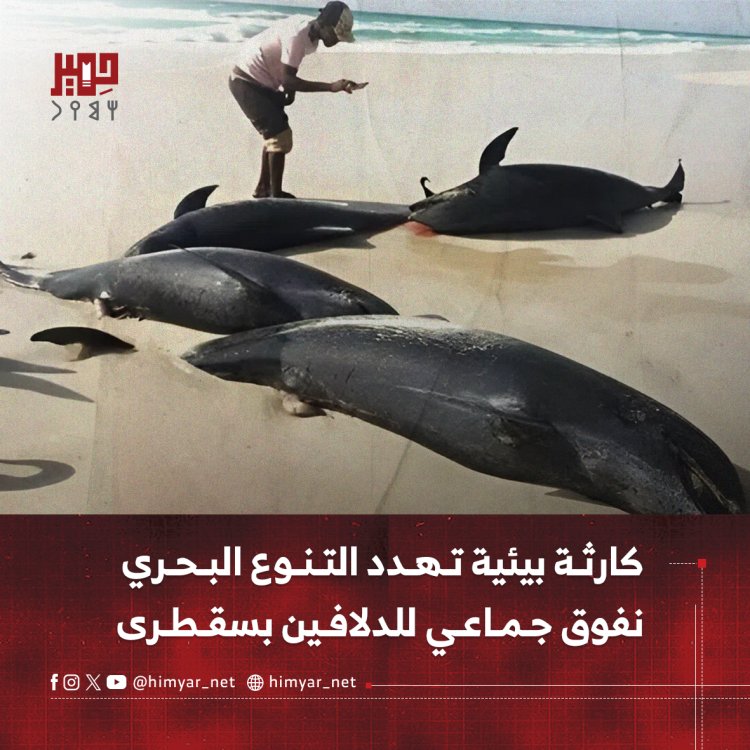 كارثة بيئية تهدد التنوع البحري.. نفوق جماعي للدلافين بسقطرى