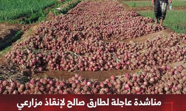 مناشدة عاجلة لطارق صالح لإنقاذ مزارعي   الساحل الغربي من خسائر فادحة