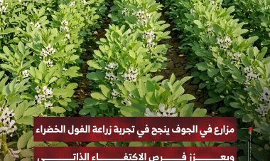 مزارع في الجوف ينجح في تجربة زراعة الفول الخضراء   ويعزز فرص الاكتفاء الذاتي