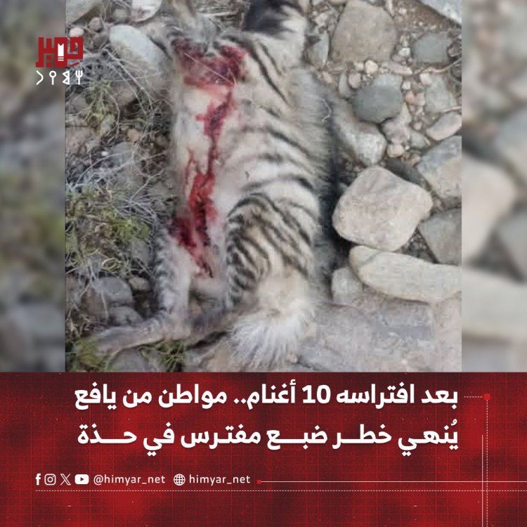 بعد افتراسه 10 أغنام.. مواطن من يافع   يُنهي خطر ضبع مفترس في حذة